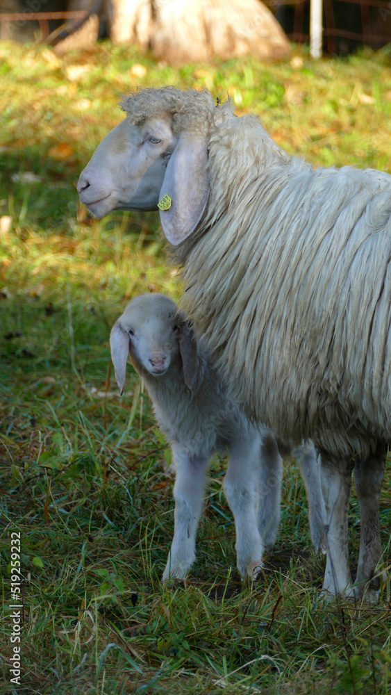 Obraz premium Mountain sheep with lamb (Ovis aries) on mountain trail