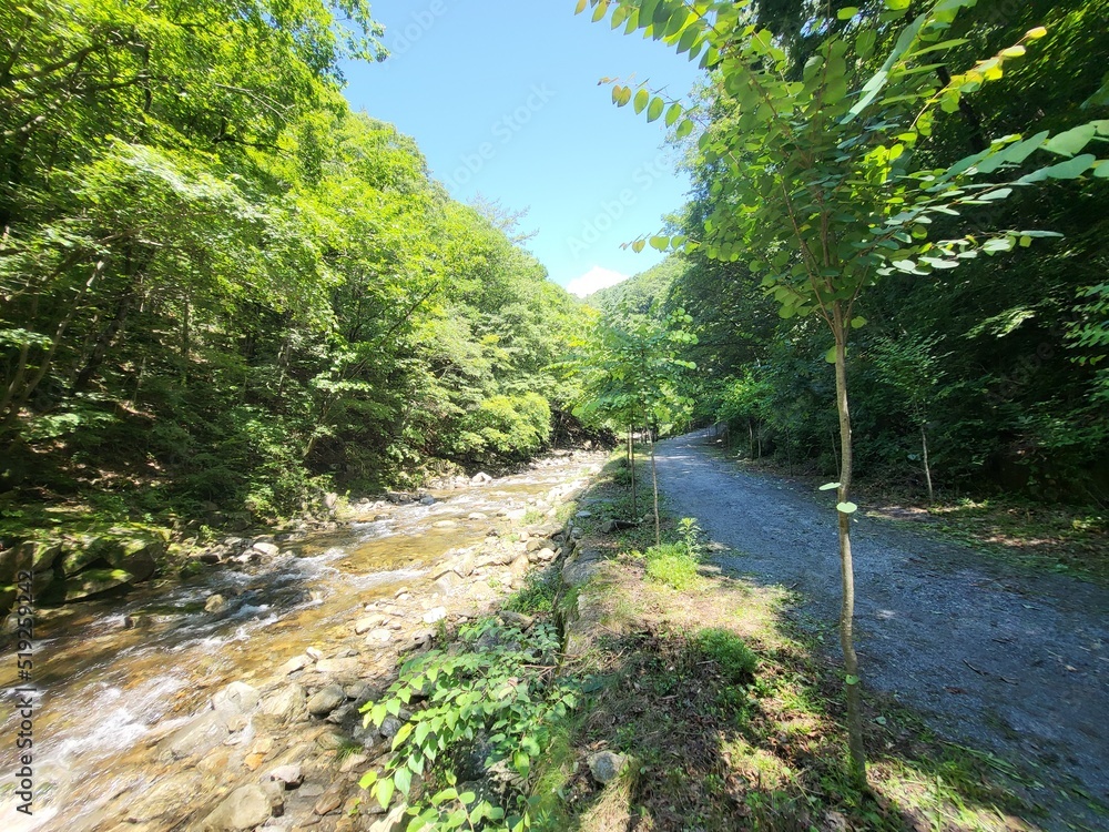 Obraz premium river in the woods