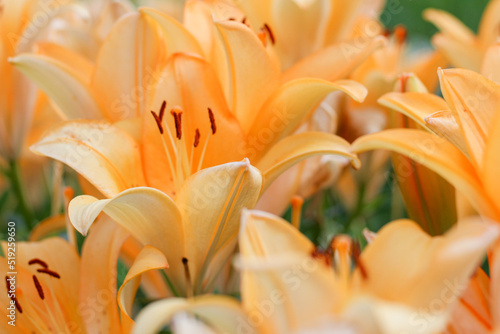 美しいオレンジのユリ