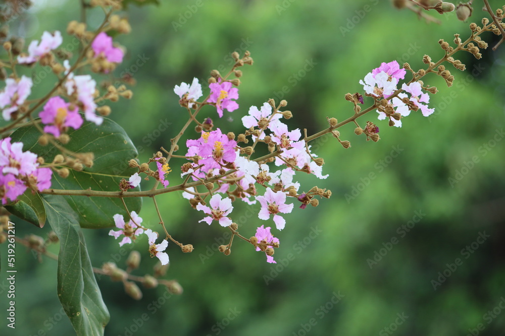 Cambodia. Lagerstroemia speciosa (giant crepe-myrtle, Queen's crepe-myrtle, banabá plant, or pride of India) is a species of Lagerstroemia native to tropical southern Asia. Cambodia. Lagerstroemia speciosa (giant crepe-myrtle, Queen's crepe-myrtle, banabá plant, or pride of India) is a species of Lagerstroemia native to tropical southern Asia.