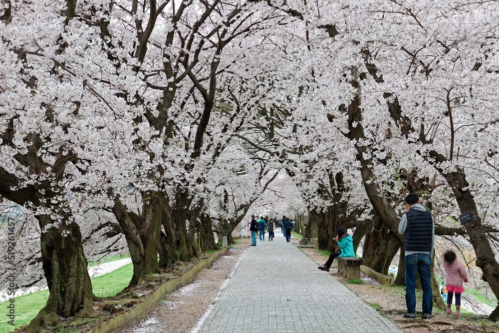 Leisure walk under a romantic archway of cherry blossom (Sakura) trees by Sewaritei river bank in Yawatashi, Kyoto Japan~ Hanami (admiring cherry blossoms) is a popular activity in Japan in springtime Leisure walk under a romantic archway of cherry blossom (Sakura) trees by Sewaritei river bank in Yawatashi, Kyoto Japan~ Hanami (admiring cherry blossoms) is a popular activity in Japan in springtime