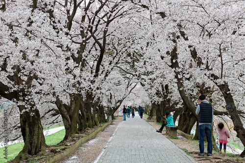 Leisure walk under a romantic archway of cherry blossom (Sakura) trees by Sewaritei river bank in Yawatashi, Kyoto Japan~ Hanami (admiring cherry blossoms) is a popular activity in Japan in springtime