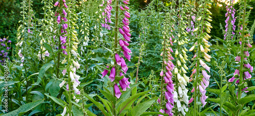 Common Foxglove flower plants or Digitalis purpurea growing and blooming in a botanical garden on a Spring day. Closeup of nature in a forest with selective focus on Fairy Bells stalks and leaves. photo