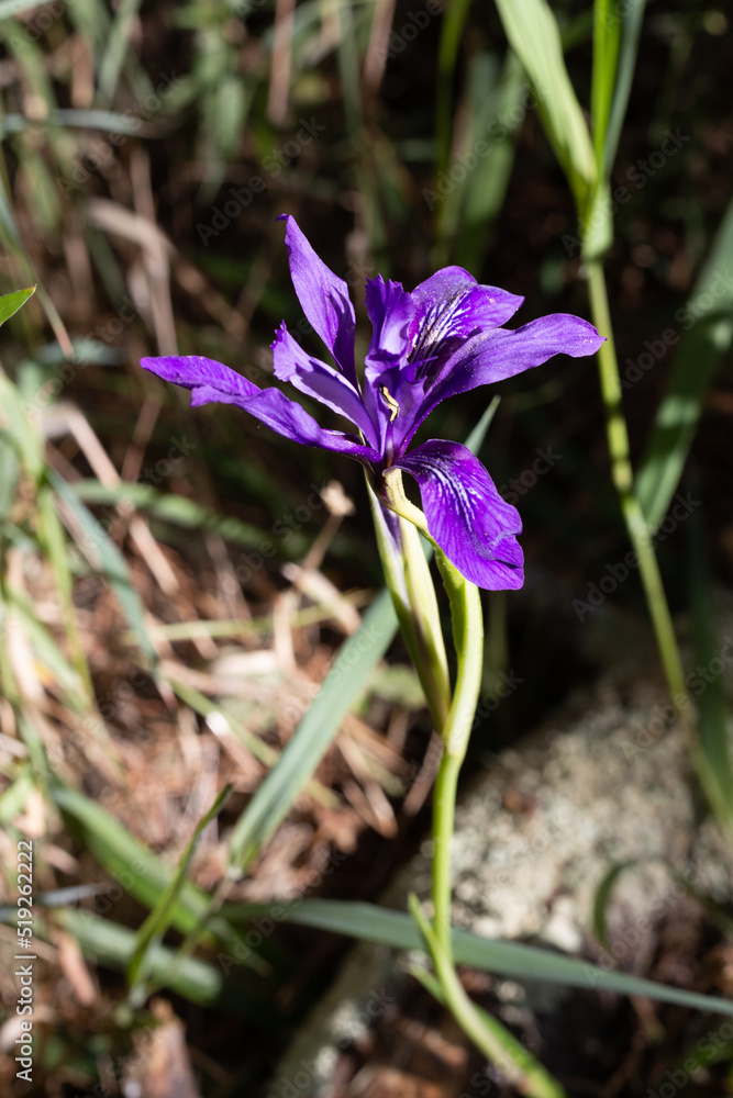 Purple iris flower growing in the forest Purple iris flower growing in the forest