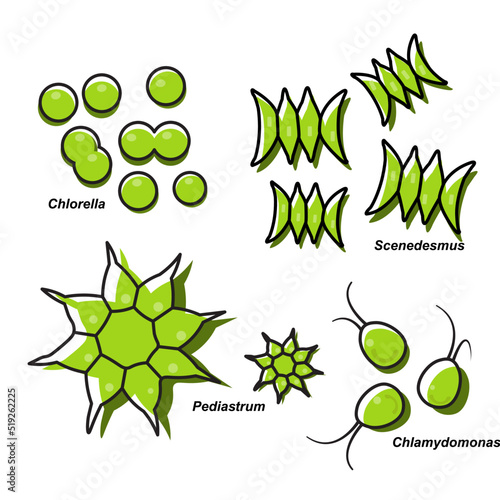 Microalgae are microscopic organisms that invisible to the naked eye. photo