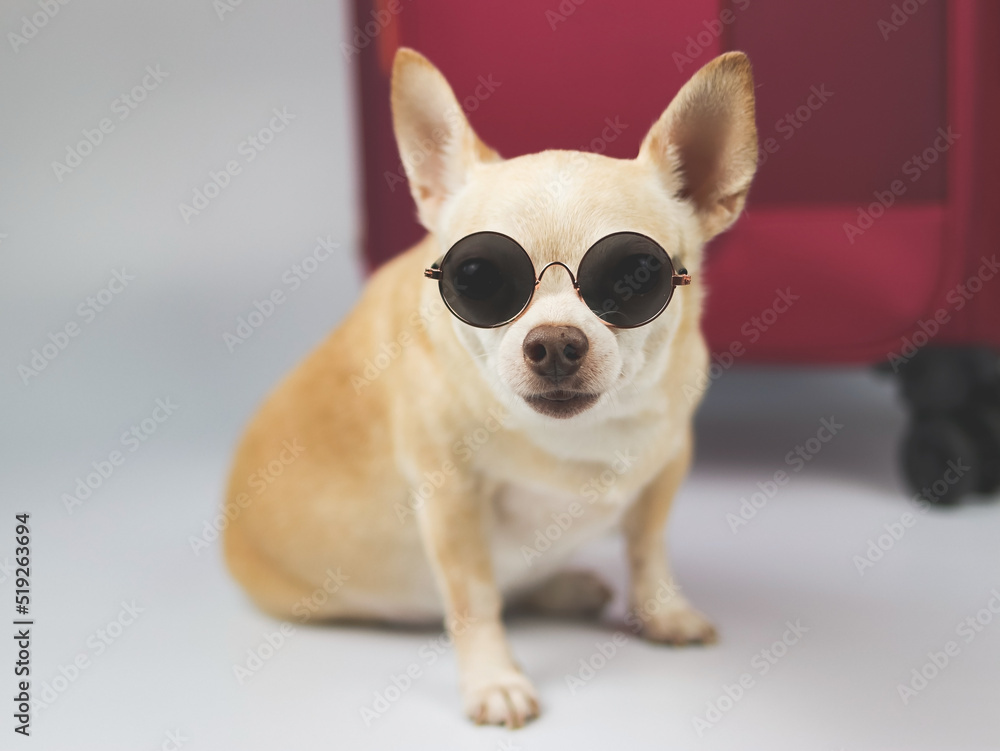 brown chihuahua dog wearing sunglasses sitting in front of pink  suitcase on white background. Traveling with animal  concept.