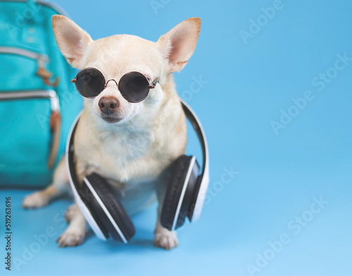 cute brown short hair chihuahua dog wearing sunglasses and headphones around neck, sitting  on blue background with  backpack. travelling  with animal concept.