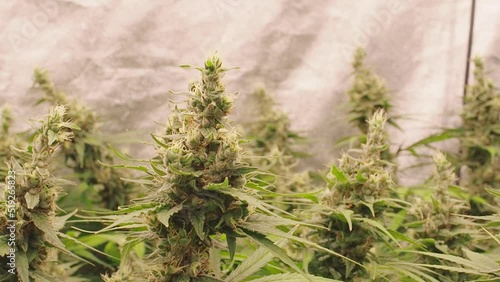 Legal cannabis plants. Mature cannabis plants are ready for harvest in a greenhouse