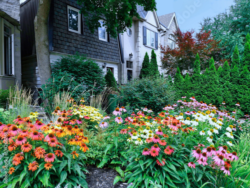 Canvastavla Home garden with large planting of coneflowers in various colors