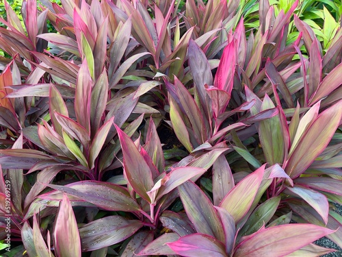 Cordyline fruticosa is an evergreen flowering plant Popular as a houseplant for its multicolored leaves, Cordyline fruticosa (Tiplant) is an evergreen shrub or small tree photo