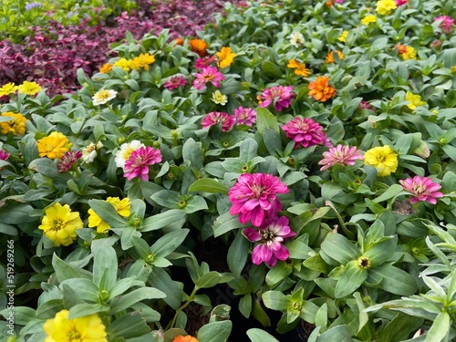 Colorful Zinnia flowers in Plants nursery with beautiful houseplants for gardening hobbies