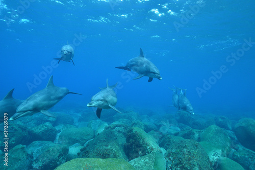 海底を群れになって進むイルカ © Yunosuke Hirai