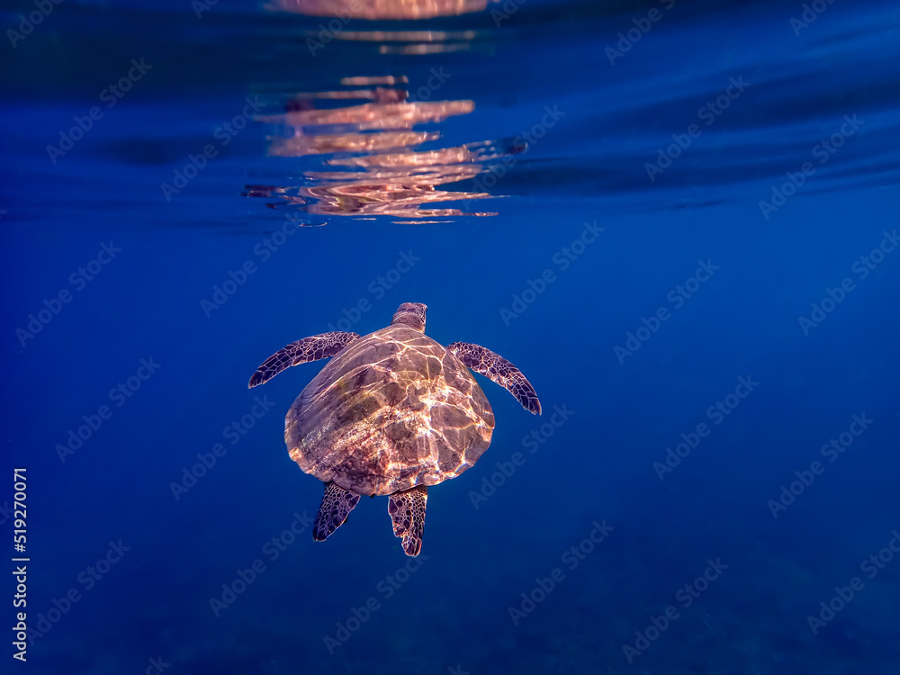 Obraz premium blue green sea turtle swimming