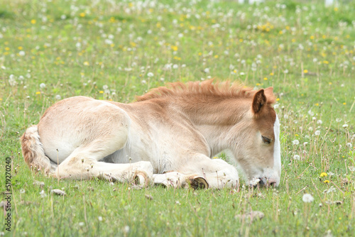 タンポポが咲く原っぱで仔馬が鼻を着けて寝落ちする © Yunosuke Hirai
