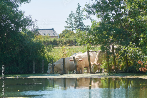 vaches s'abreuvant dans la rivière photo