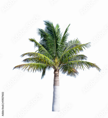 Coconut tree isolated on white background.