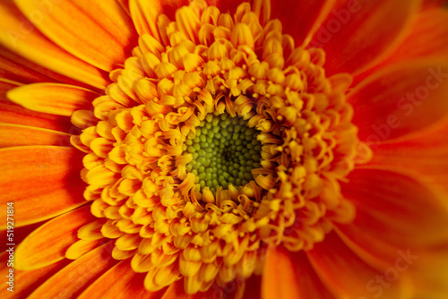 close up of orange gerbera flower