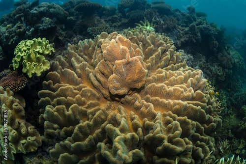 Great Barrier Reef, Cairns Australia