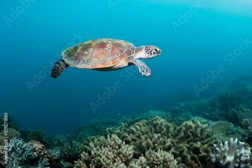 Green Turtle, The Great Barrier Reef Australia © Gary