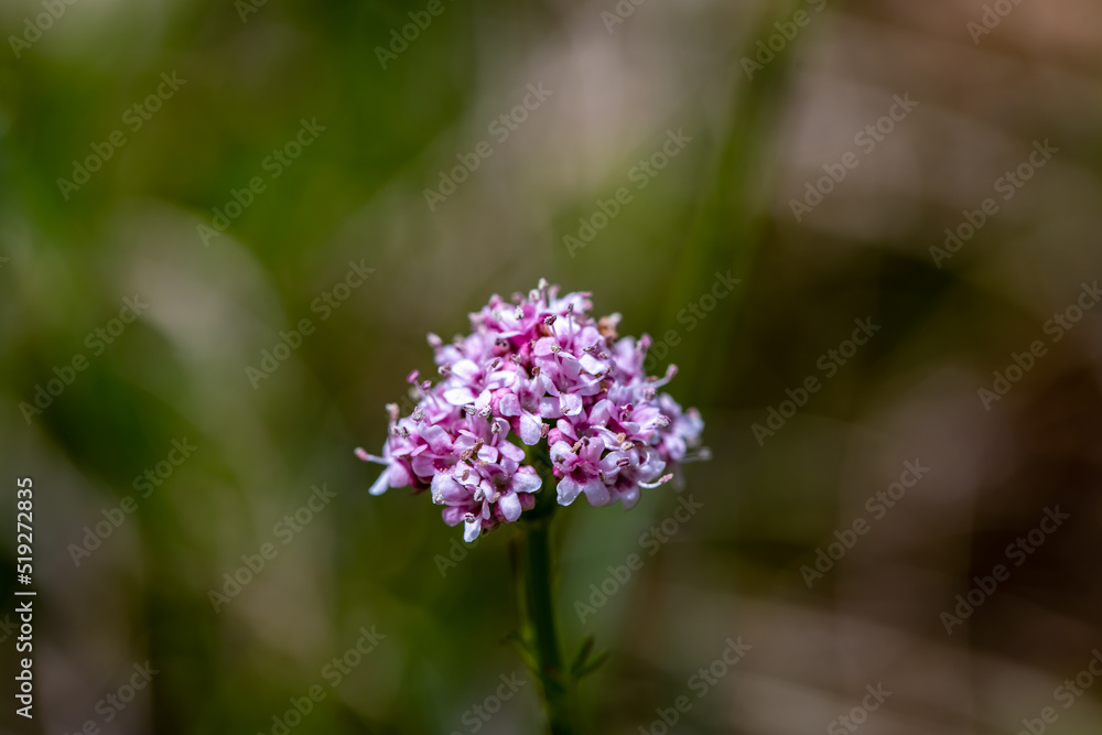 Valeriana dioica growing in meadow Valeriana dioica growing in meadow