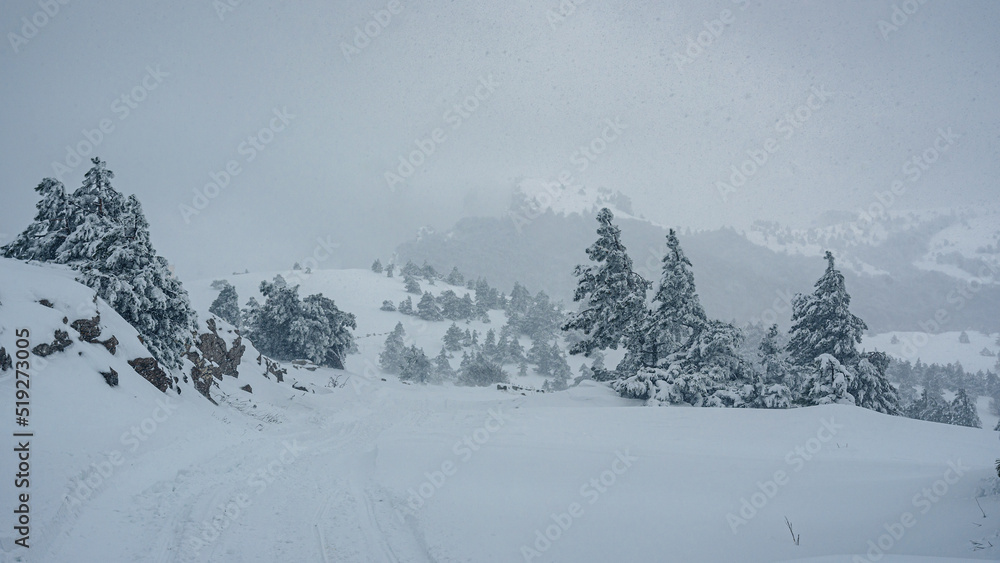 Fototapeta premium Snow covered forest on top of mountain Ai-Petri after blizzard. Crimea