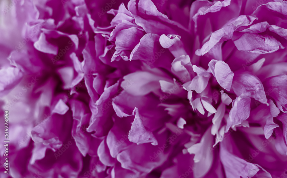 Purple peony flower petals. Soft focus. Abstract floral background for holiday brand design