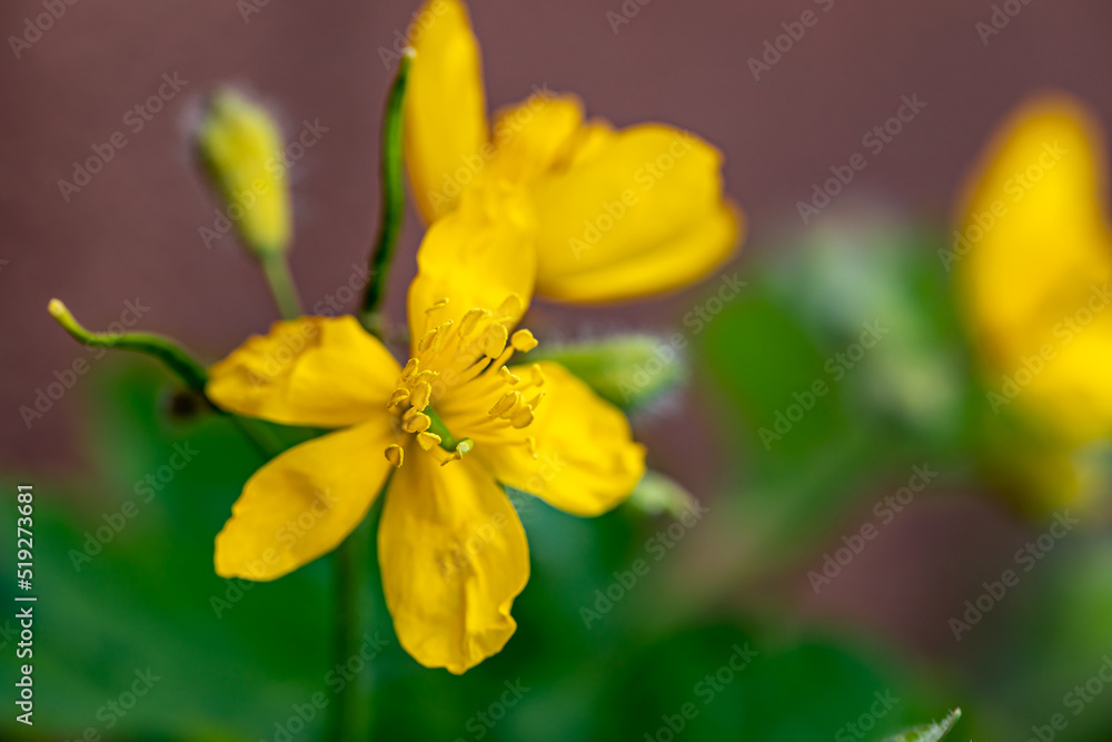 Chelidonium majus flower growing in meadow, close up Chelidonium majus flower growing in meadow, close up