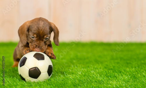 Dachshund puppy playing soccer ball on green grass lawn backyard lawn at home © Ermolaeva Olga