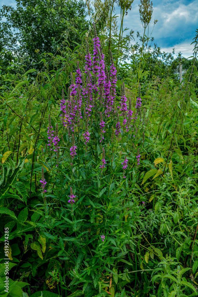 Purple flowers of Lythrum salicaria on a natural background.