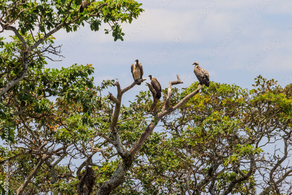 Flock of Cape vultures or Cape griffon (Gyps coprotheres), also known as Kolbe's vultures sitting on a tree in Serengeti national park, Tanzania