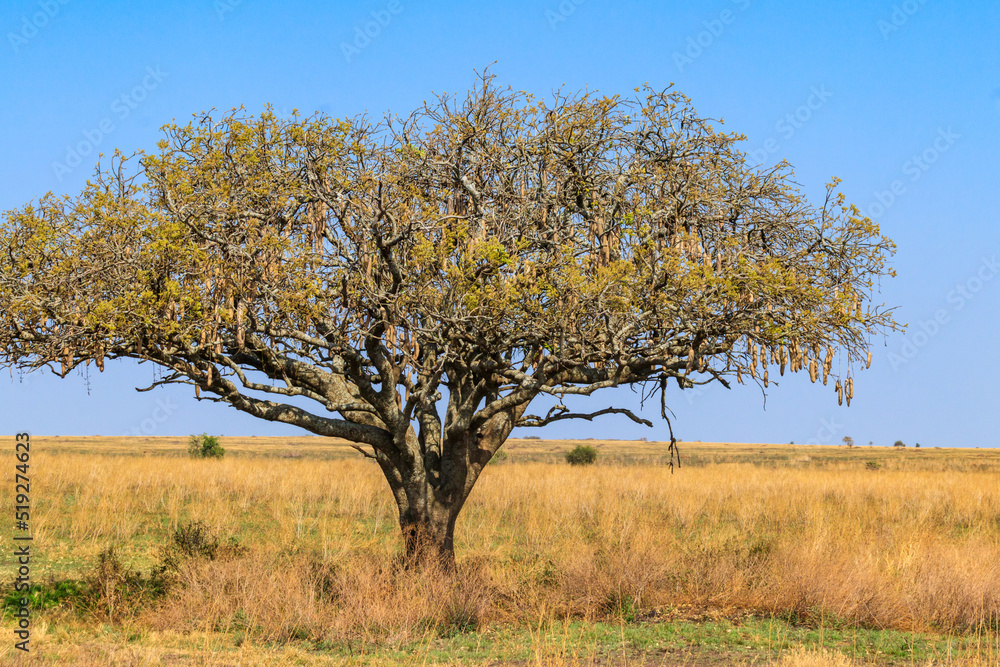 Sausage tree (Kigelia africana) in Serengeti national park, Tanzania Sausage tree (Kigelia africana) in Serengeti national park, Tanzania