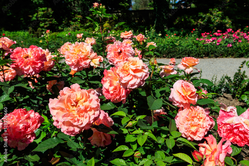 Fototapeta premium Beautiful pink roses on flower bed in a garden