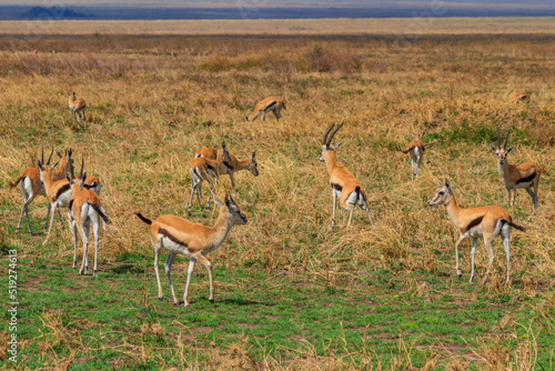 Herd of Thomson s gazelle  Eudorcas thomsonii  in Serengeti National Park in Tanzania. Wildlife of Africa