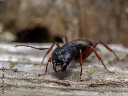 P7110082 close-up of a western carpenter ant, Camponotus modoc, head and jaws cECP 2022 © Ernie Cooper