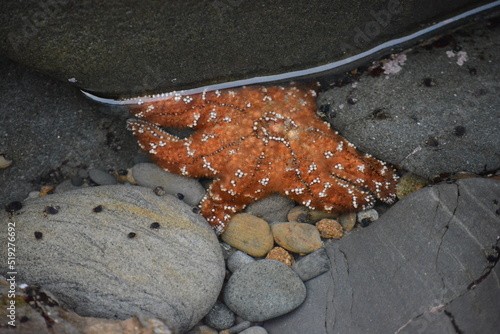 Orange starfish on Oregon coast