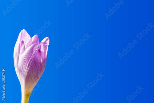 A beautiful crocus flower bud is blooming against a blue sky background. Copy space