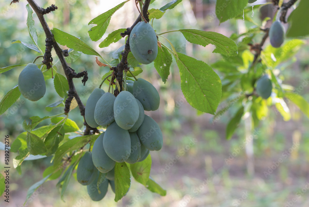 A bunch of green plums in the tree. Benefits of plums