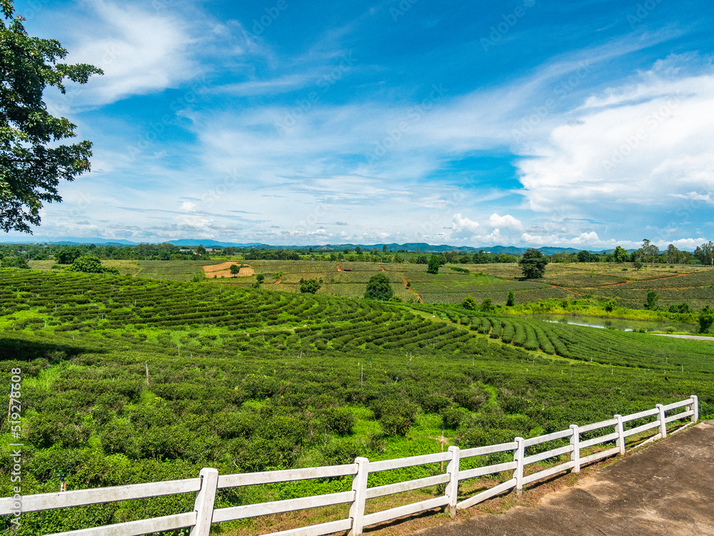 Green tea plantation in Thailand.