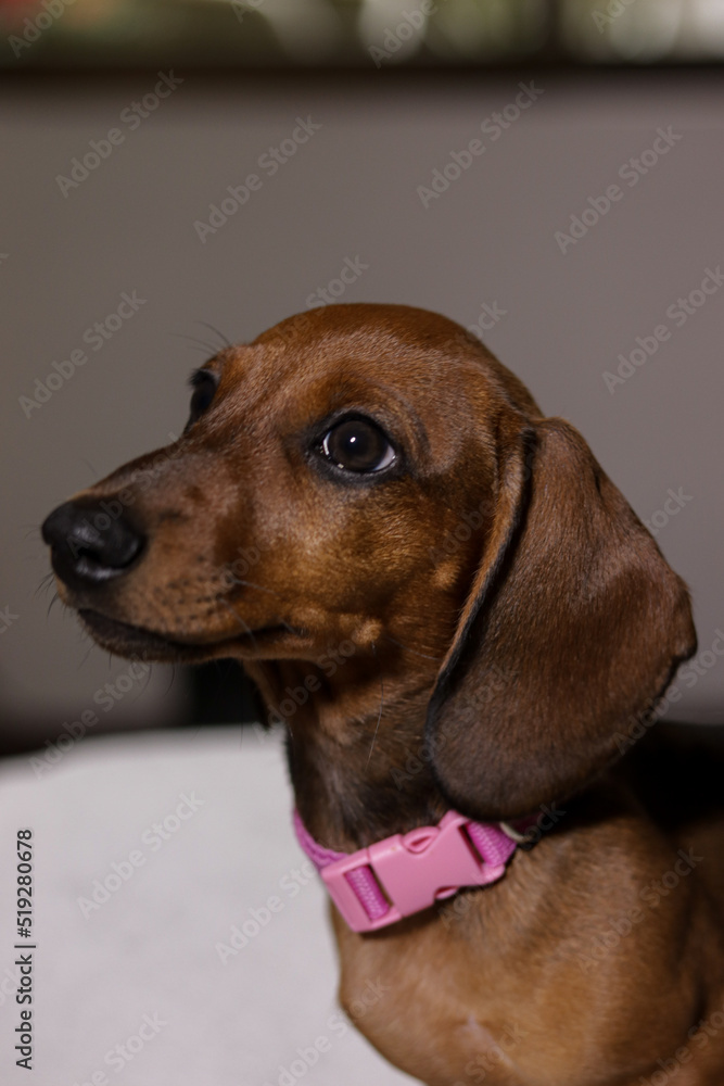 adorable brown dachshund puppy with pink collar playing happily and sleeping on the white bedspread of the apartment bed