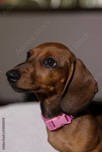 adorable brown dachshund puppy with pink collar playing happily and sleeping on the white bedspread of the apartment bed