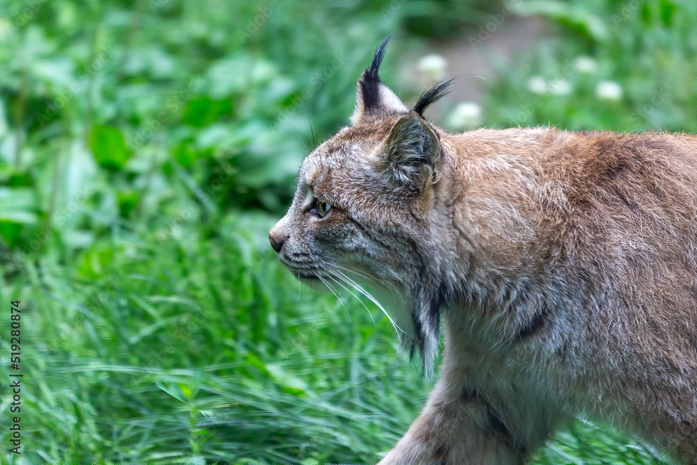 The Canada lynx (Lynx canadensis) is a species native to North America