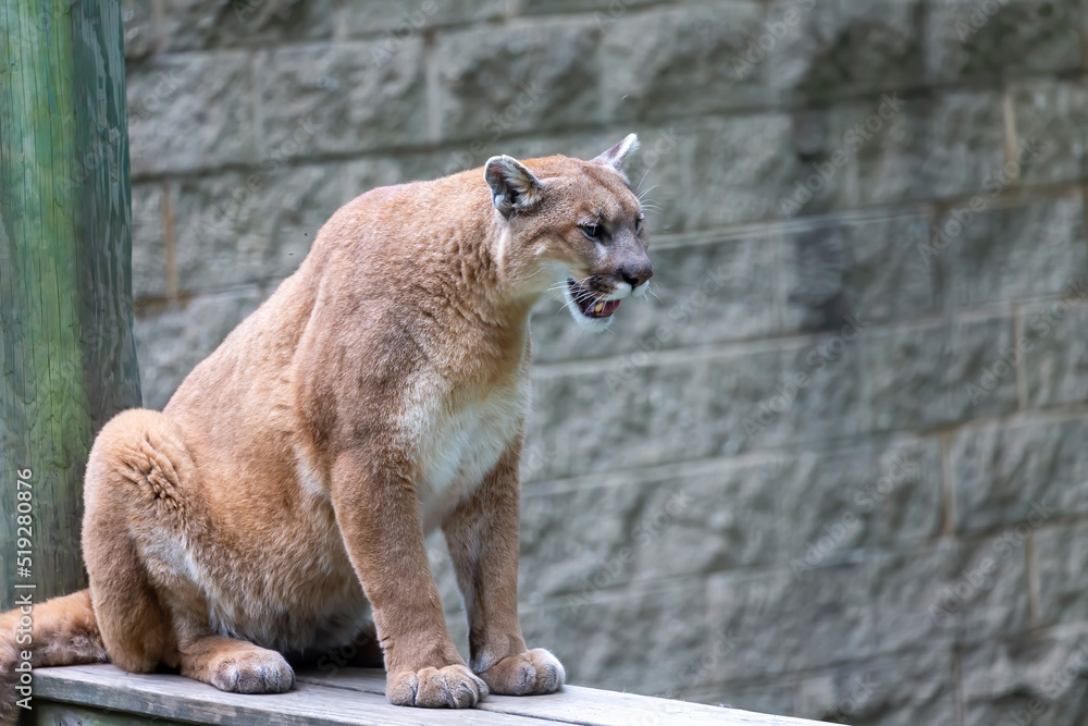 The cougar (Puma concolor), also commonly known by other names