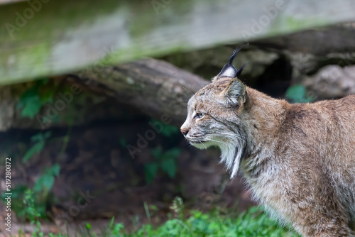 The Canada lynx (Lynx canadensis) is a species native to North America. Photos from the ZOO in Wisconsin