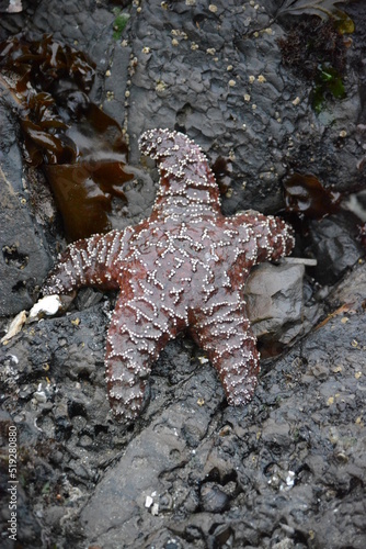 Starfish on rocks
