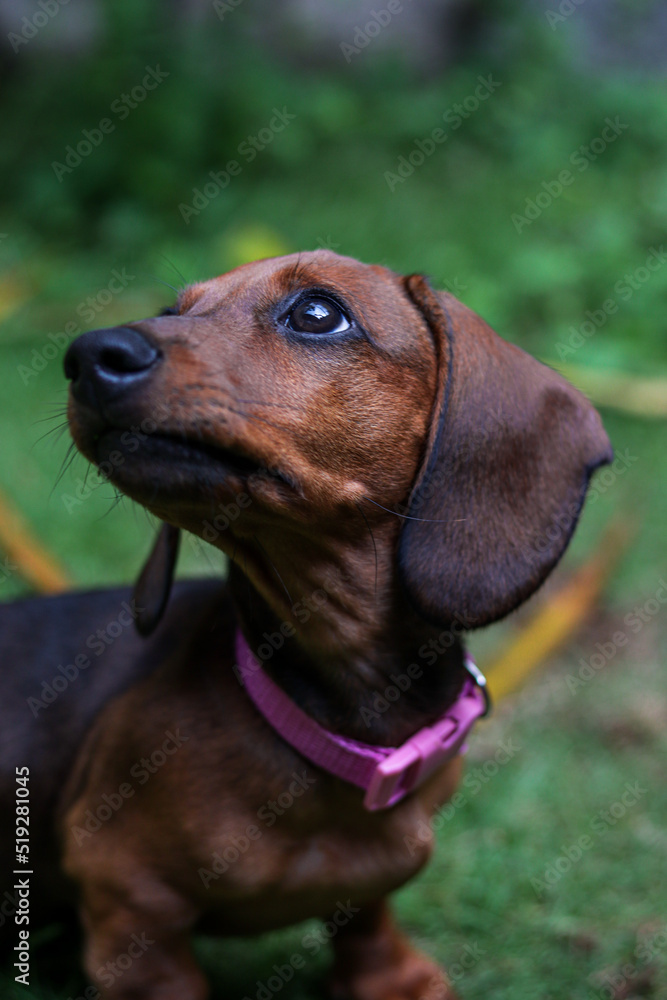 adorable brown dachshund puppy with pink collar happily playing with leaves, grass and stones adorable brown dachshund puppy with pink collar happily playing with leaves, grass and stones