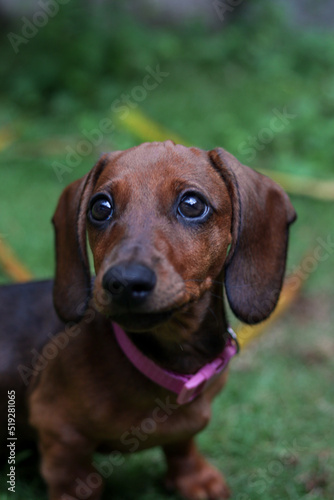 adorable brown dachshund puppy with pink collar happily playing with leaves, grass and stones