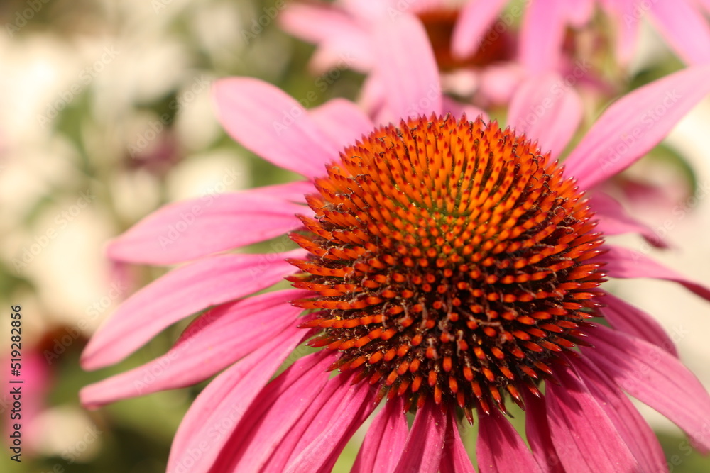 close up of a pink flower flower, nature, daisy, pink, macro, garden, plant, yellow, petals, summer, flora, spring, purple, echinacea, white, blossom, closeup, petal, beauty, bloom, flowers, coneflowe close up of a pink flower flower, nature, daisy, pink, macro, garden, plant, yellow, petals, summer, flora, spring, purple, echinacea, white, blossom, closeup, petal, beauty, bloom, flowers, coneflowe