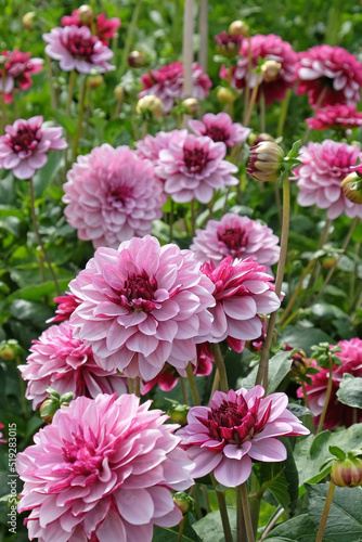 Dahlia  Creme de Cassis  in flower.