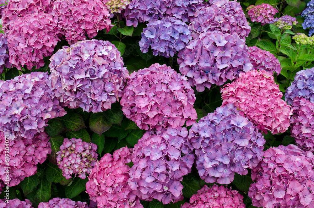 Hortensienblüten in rosa und lila Hortensienblüten in rosa und lila