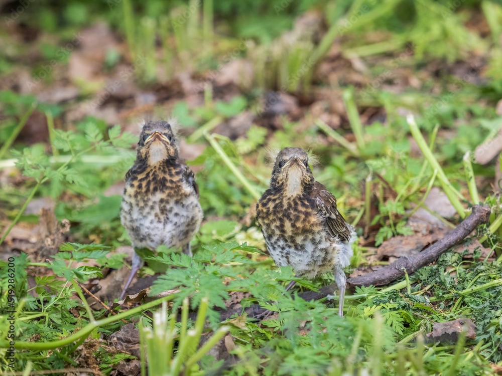 Two fieldfare chicks, Turdus pilaris, have left the nest and are sitting on the spring lawn. Fieldfare chicks sit on the ground and wait for food from its parents. Two fieldfare chicks, Turdus pilaris, have left the nest and are sitting on the spring lawn. Fieldfare chicks sit on the ground and wait for food from its parents.